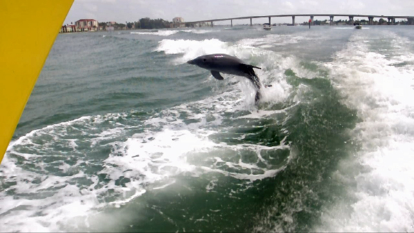 dolphins surfing the wake